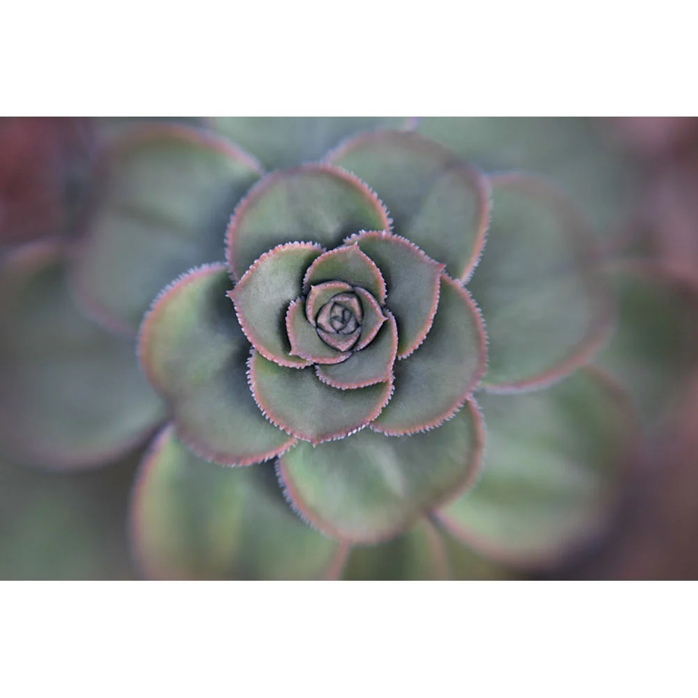 Lensbaby 46mm Macro Filter Kit - Image 8