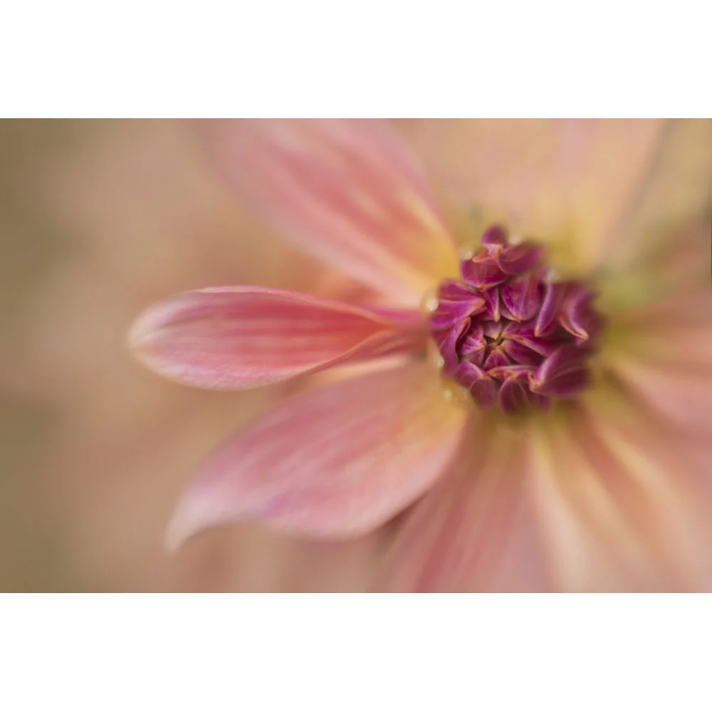 Lensbaby 46mm Macro Filter Kit - Image 9