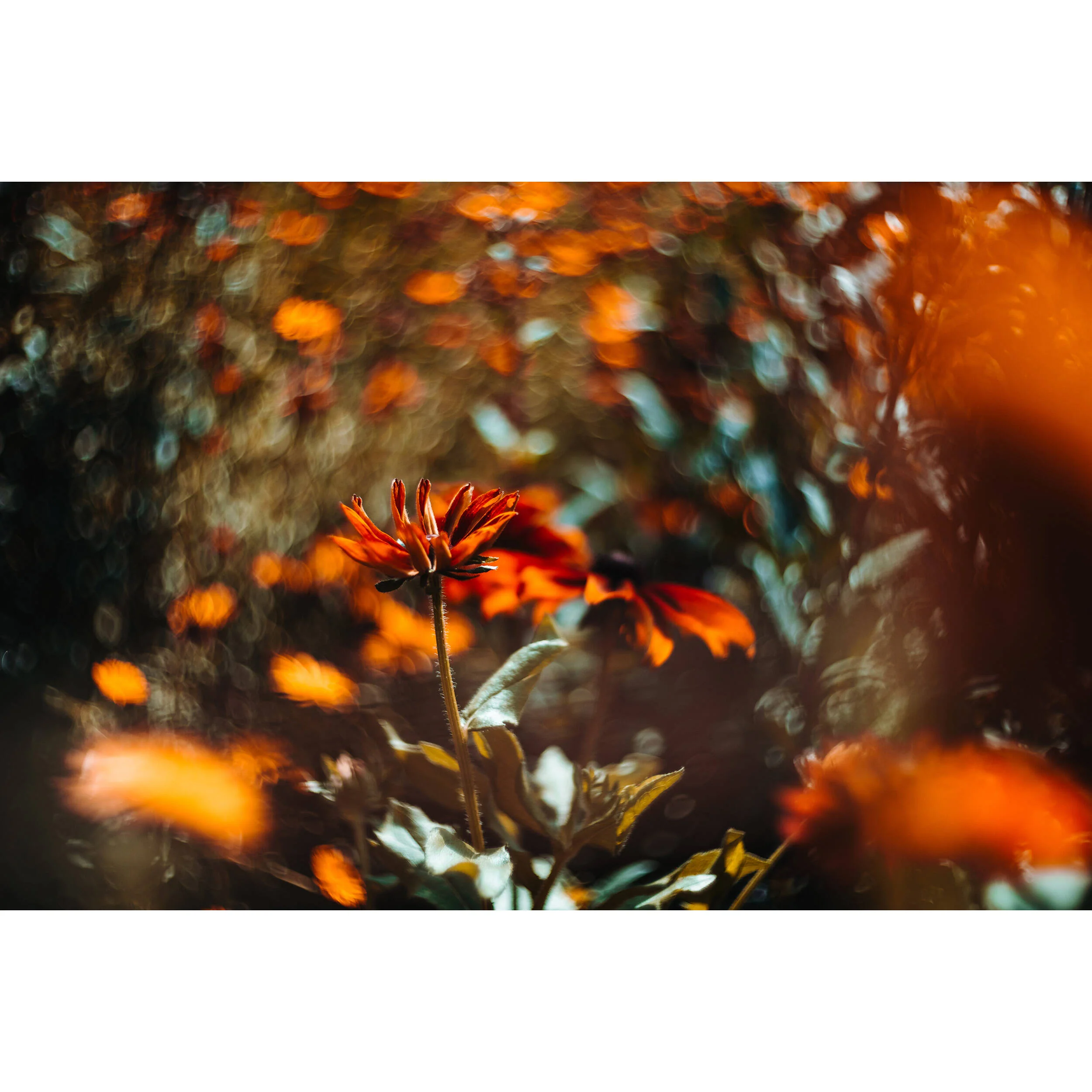 Meyer-Optik Gorlitz Biotar 75mm f/1.5 II Lens (FUJIFILM X) - Image 5