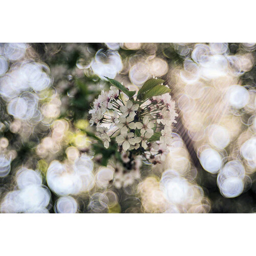 Meyer-Optik Gorlitz Trioplan 100 f2.8 II Lens for Canon RF - Image 4