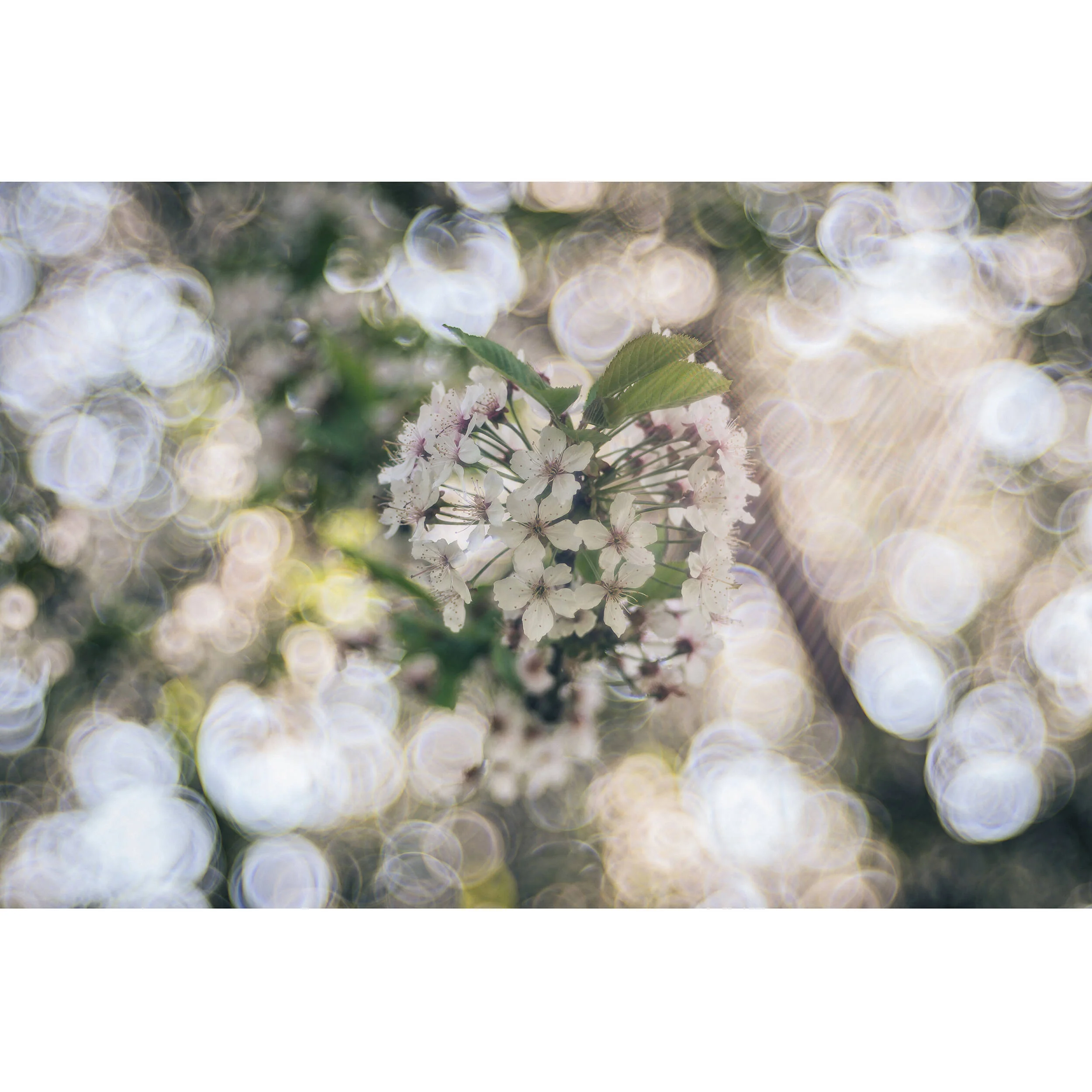 Meyer-Optik Gorlitz Trioplan 100mm f/2.8 II Lens for Leica M - Image 2